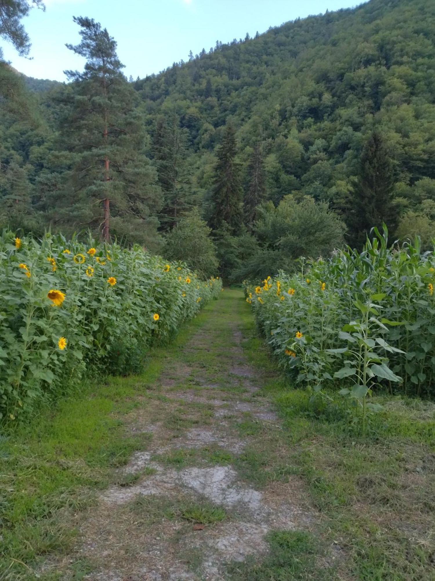 Hotel Alismereti Zekari Экстерьер фото