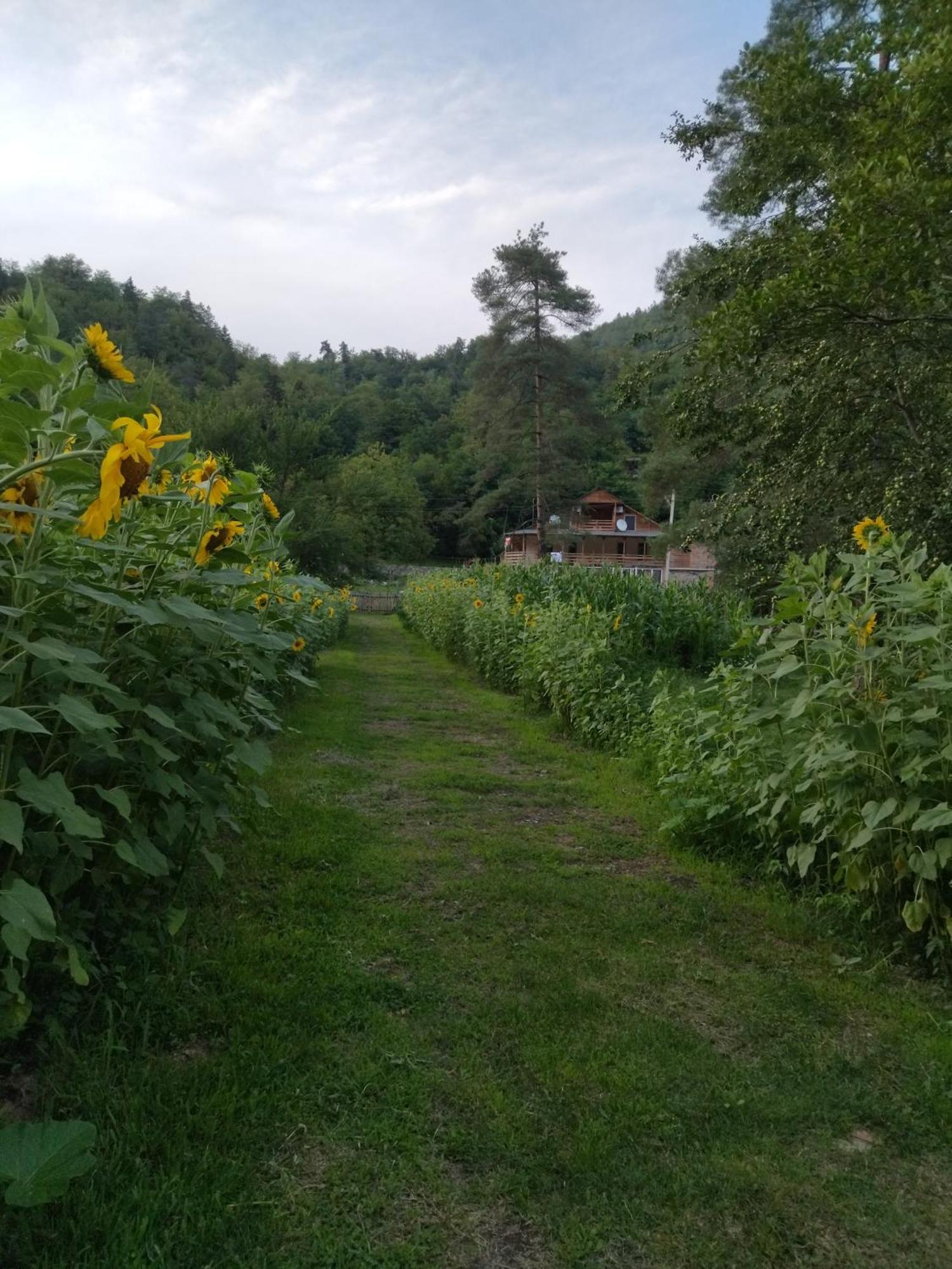 Hotel Alismereti Zekari Экстерьер фото